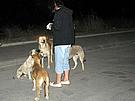 Sbíhající se psi na hranici Makedonie