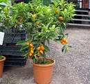 Asi nejhezčí citrusová rostlina ve zdejším zahradnictví