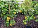 Neprodejné rostliny citroníku