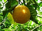 jeden z plodů pomerančovníku Vendi