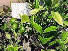 plody citroníku Meyer