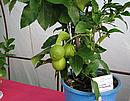 Plody citroníku Pavlovského