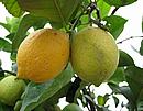 plody citroníku Meyeri