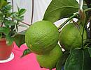 plody citroníku Pavlovského