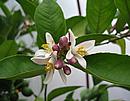trsy květů citroníku Meyeri