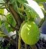 citroník s plodem bez názvu koupený pod názvem Bachor