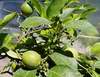 Plody citroníku Pavlovského