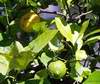 Plody citroníku Villa Franka