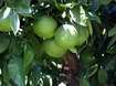 Trs plodů bohatě plodícího stromu grapefruitu