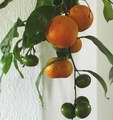 Mandarina obtěžkaná plody