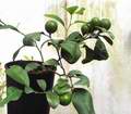 I malá rostlina rangpuru dokáže udržet několik plodů