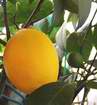 jeden ze zimní úrody plodů Meyerova citroníku