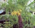 První kvetení 40-ti leté palmy-foto je z roku 2004