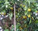 Plody obsypaný strom mandariny