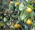 Zralé plody mandarin před sklizní