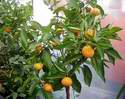 Plody mandarin nova před sklizní