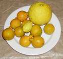 Silvestrovská citrusová sklizeň
