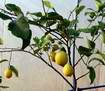 výstavní citrony