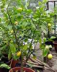 letní citrony před sklizní