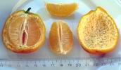 oranov citron-duftorange vypad jako rangpur