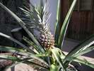 rostouc plod ananasu